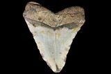 Bargain, Megalodon Tooth - North Carolina #83949-1